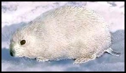 Facts About Lemming - Interesting And Amazing Information On Lemming